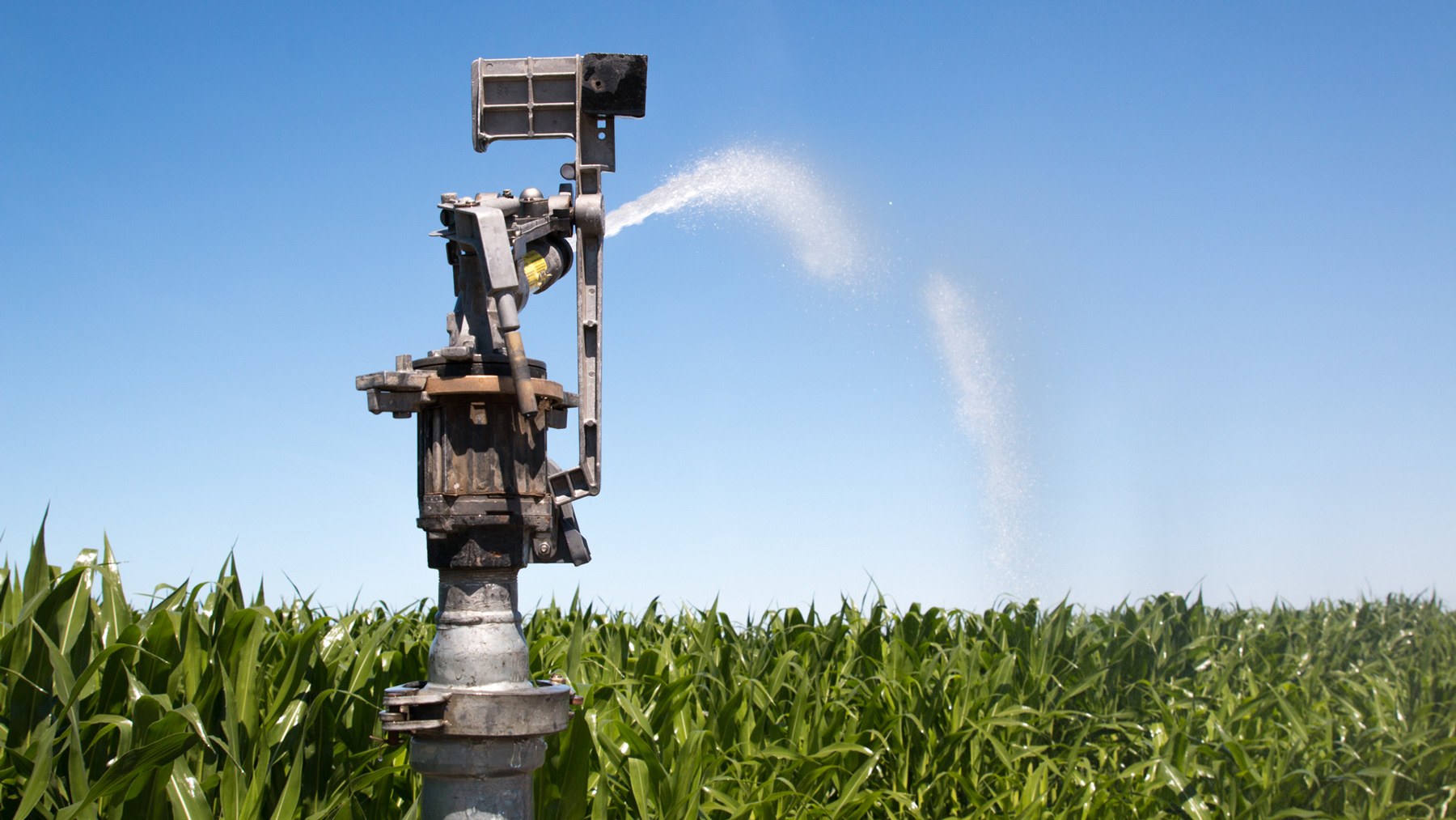 An irrigation sprinkler sprays a cornfield in Grandview, Wash. Overhead sprinkler systems often spread liquid manure on crops. (Jackie Wang/News21)