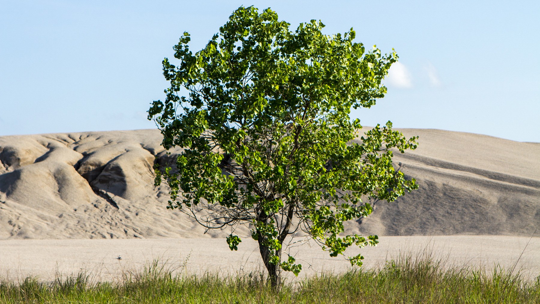 A tree stands in front of a 	“chat” pile, or dust contaminated with lead from mining, at the Tar Creek Superfund site in Picher, Okla. The site was one of the original Superfunds listed in 1983, yet work continues to clean up the drinking water in the area. (Jasmine Spearing-Bowen/News21)