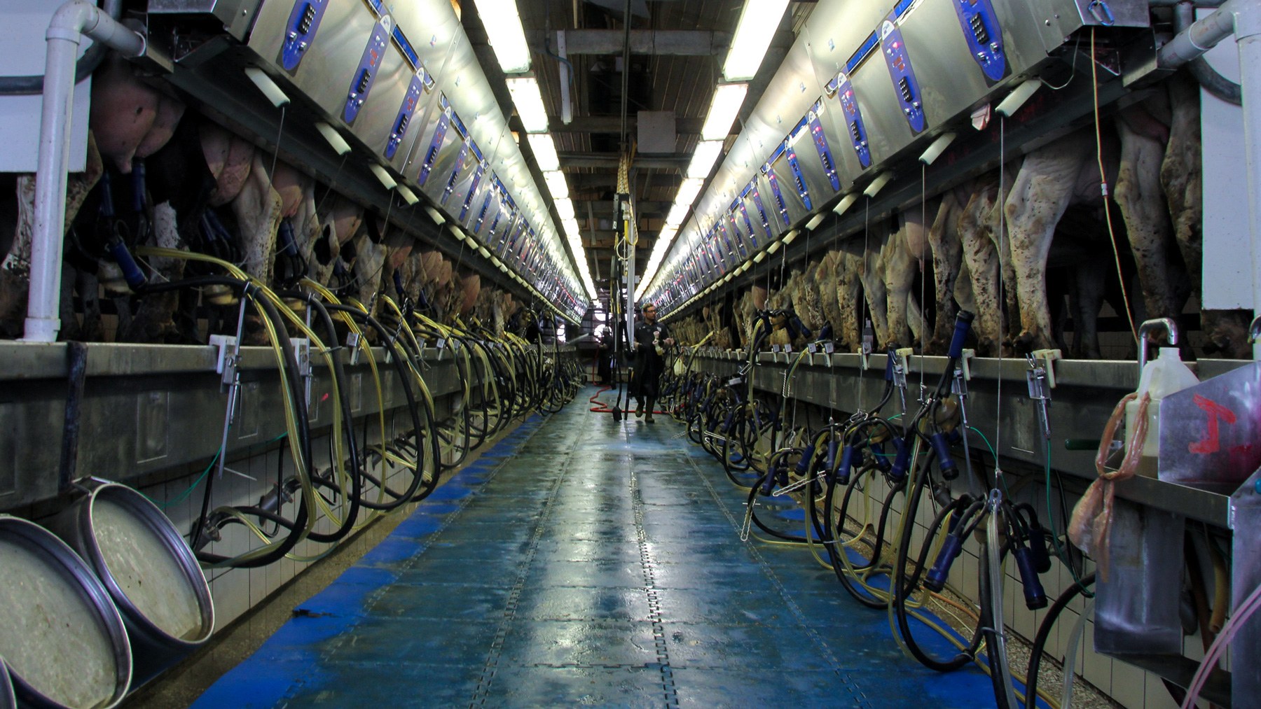 Dairy Dreams, a large dairy farm in Kewaunee County, milks cows in batches around the clock using mechanical pumps attached by technicians. (Chelsea Rae Ybanez/News21)