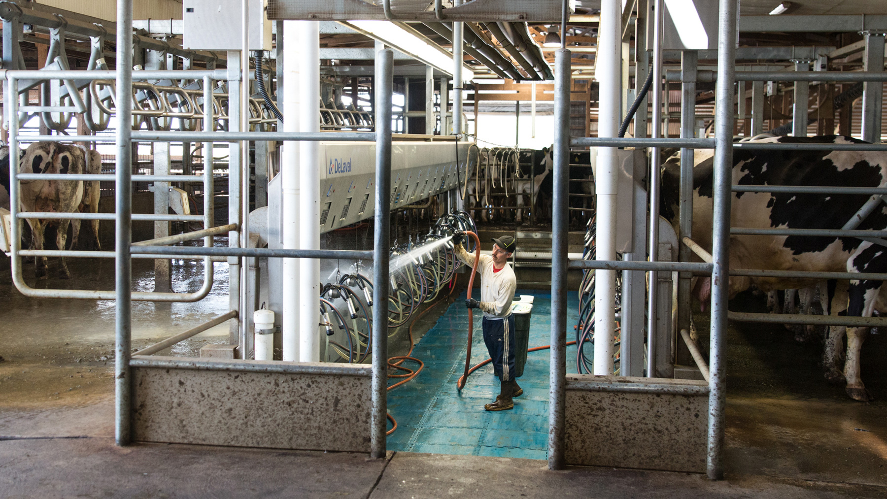 A worker hoses down the milking station after a batch of cows finishes one of three daily milking sessions at Lenssen Dairy in Lynden, Wash. (Jackie Wang/News21)