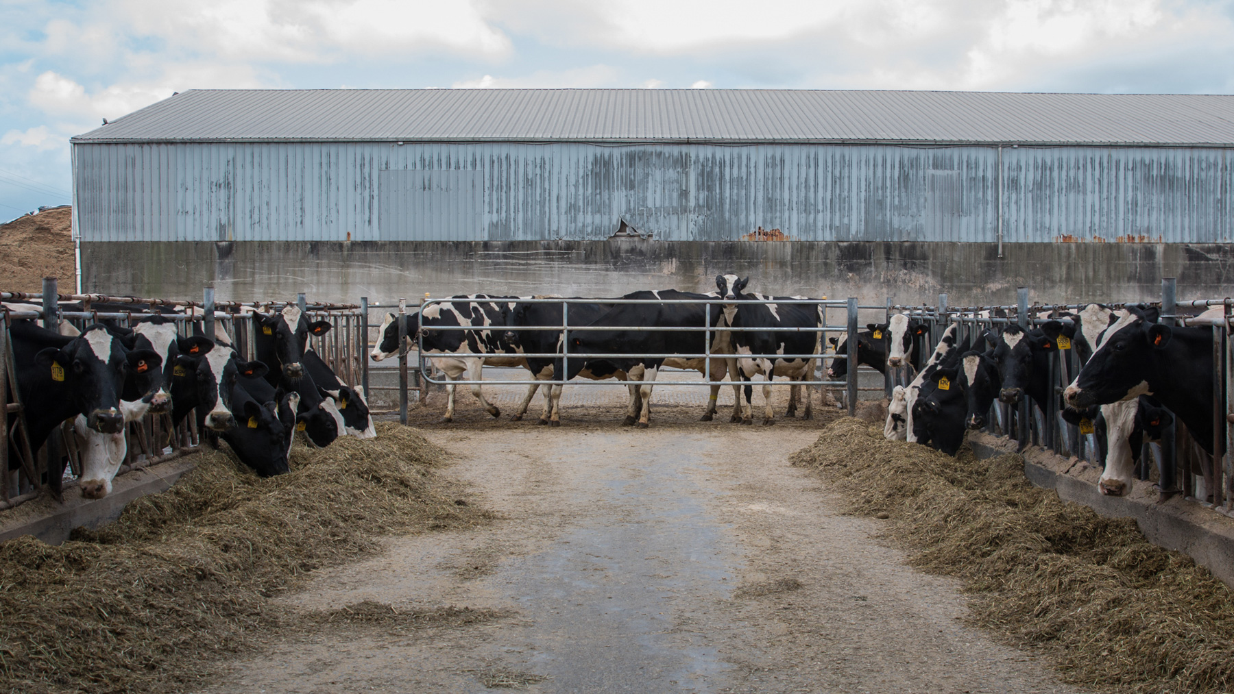 At least 1,600 cows at Edaleen Dairy in Lynden, Wash., produce milk that is processed locally. (Jackie Wang/News21)